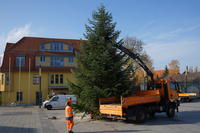Bild vergrößern: Aufstellen des Weihnachtsbaumes auf dem Marktplatz                               